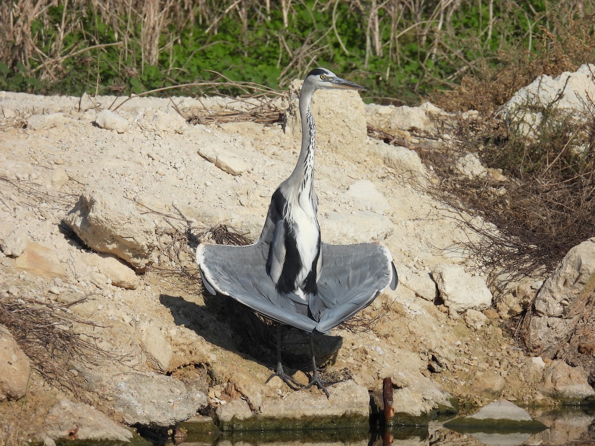 Gray Heron - ML643642302