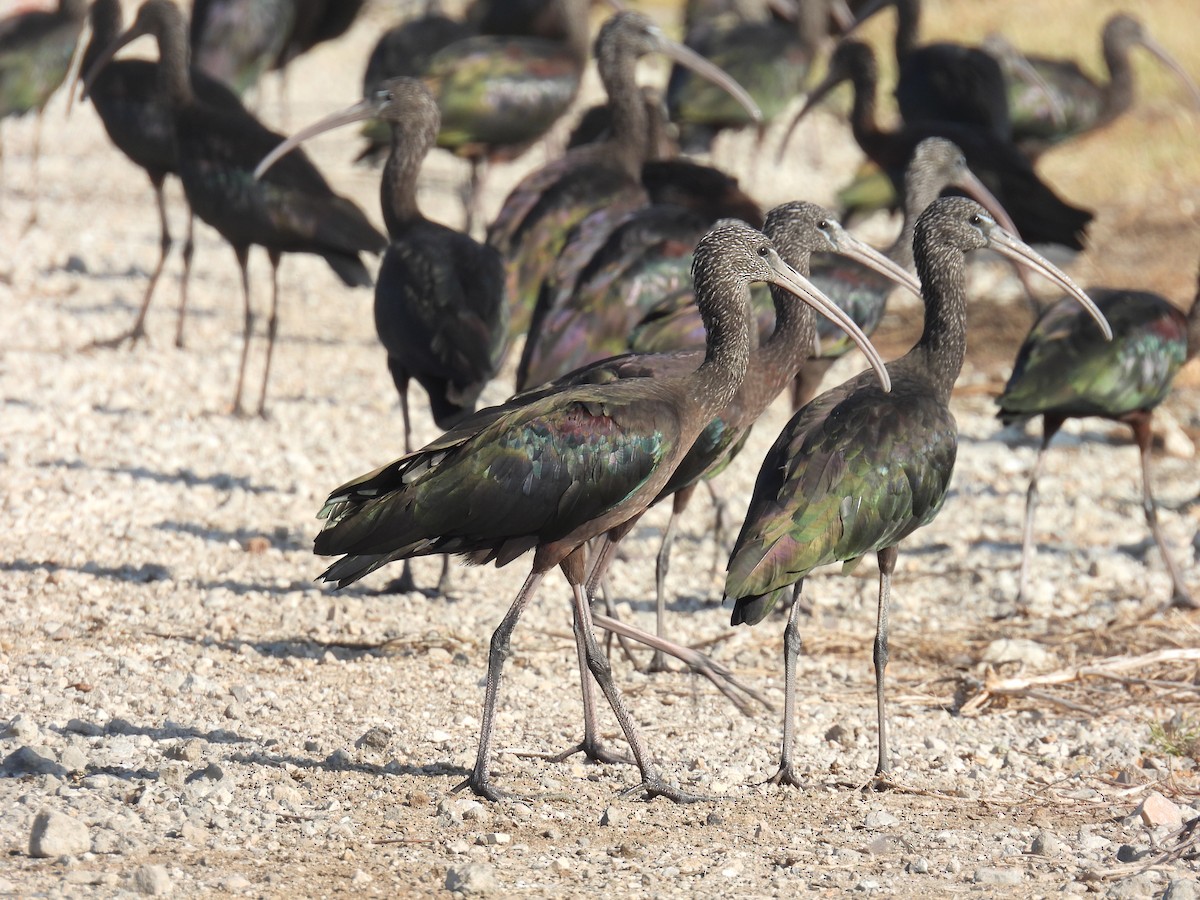Glossy Ibis - ML643642331