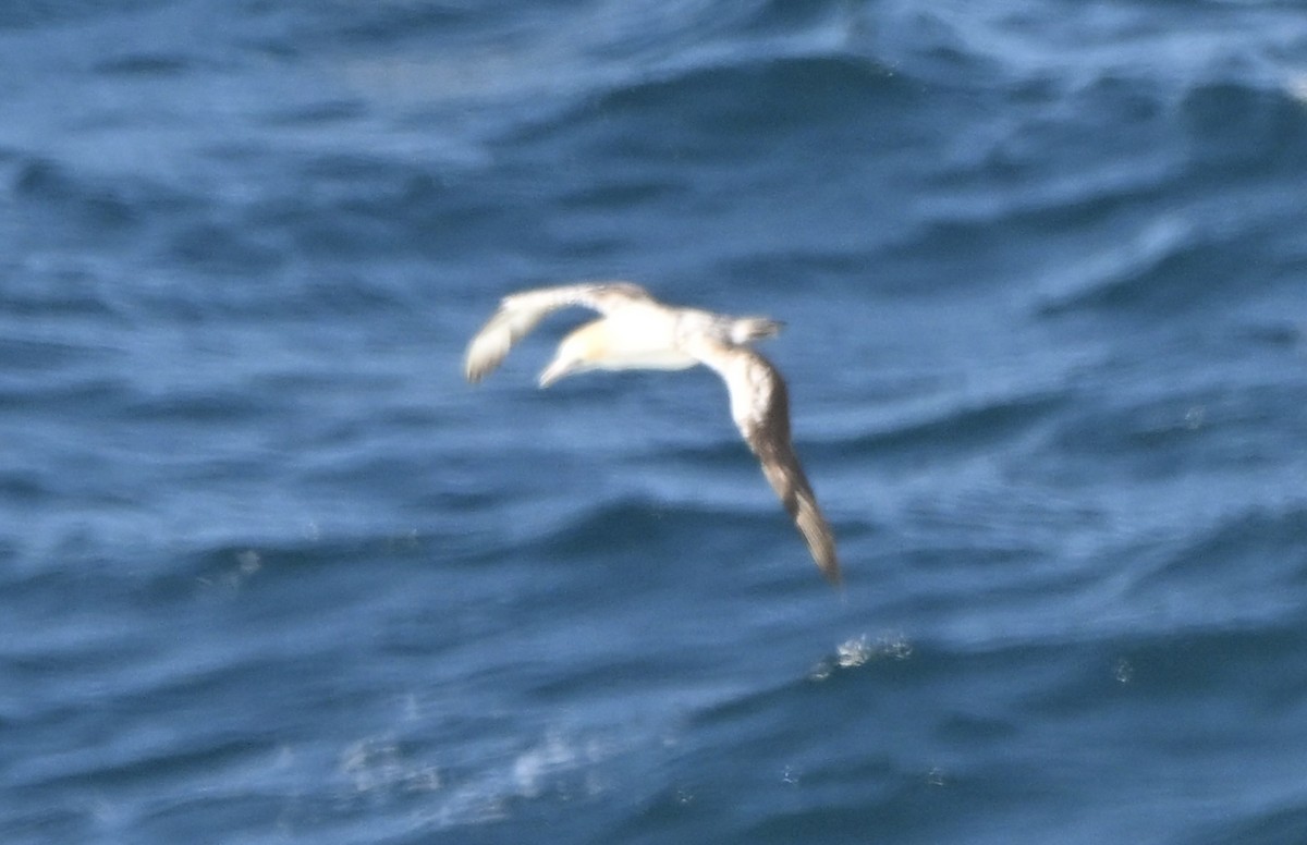 Australasian Gannet - ML643642334