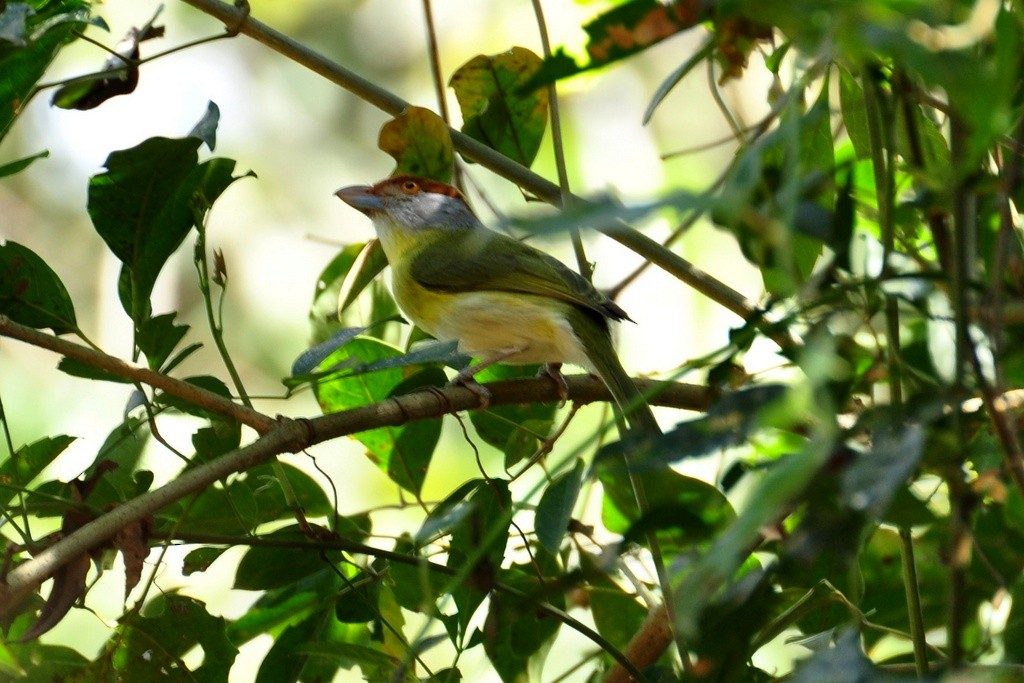 Rufous-browed Peppershrike - ML643642336