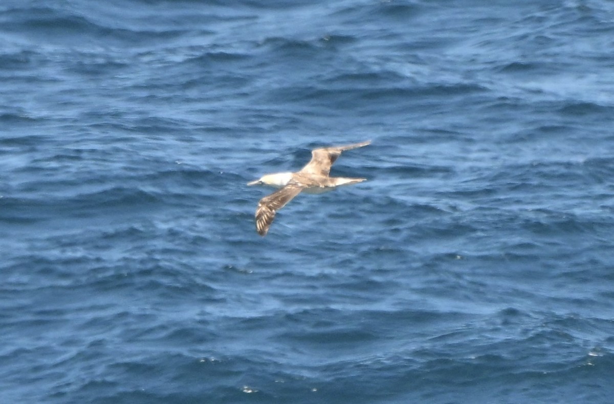 Australasian Gannet - ML643642338
