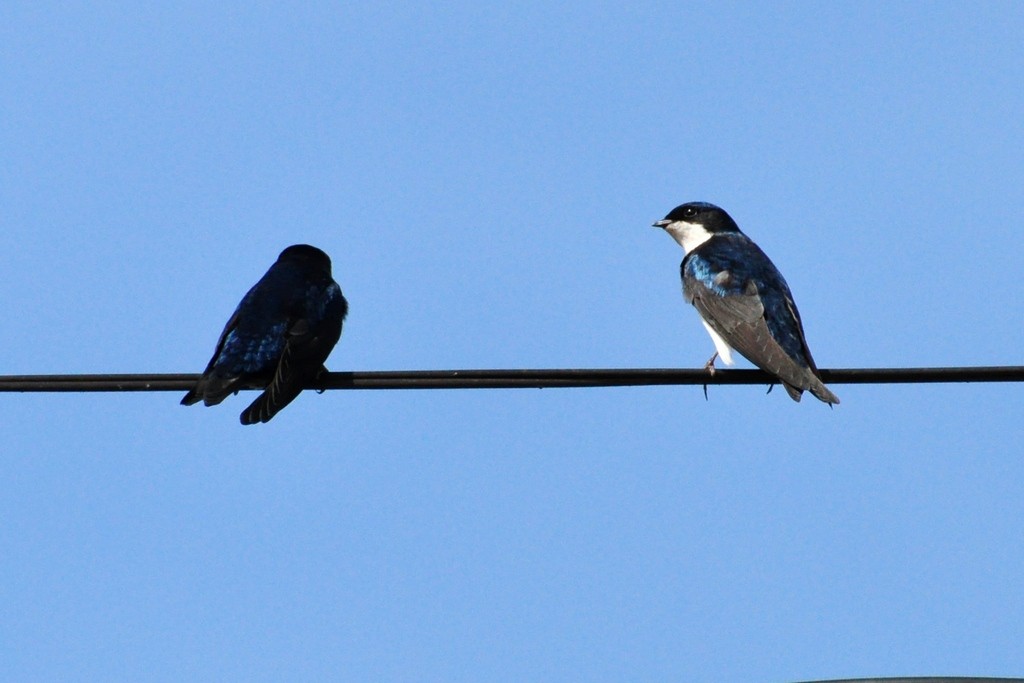 Blue-and-white Swallow - ML643642339