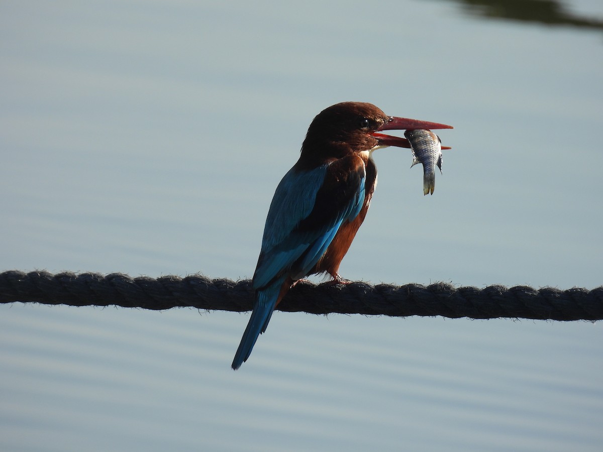 White-throated Kingfisher - ML643642346