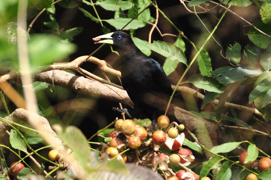 Red-rumped Cacique - ML643642362