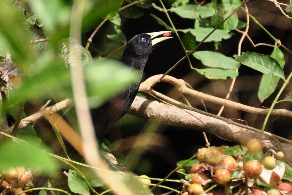 Red-rumped Cacique - ML643642363