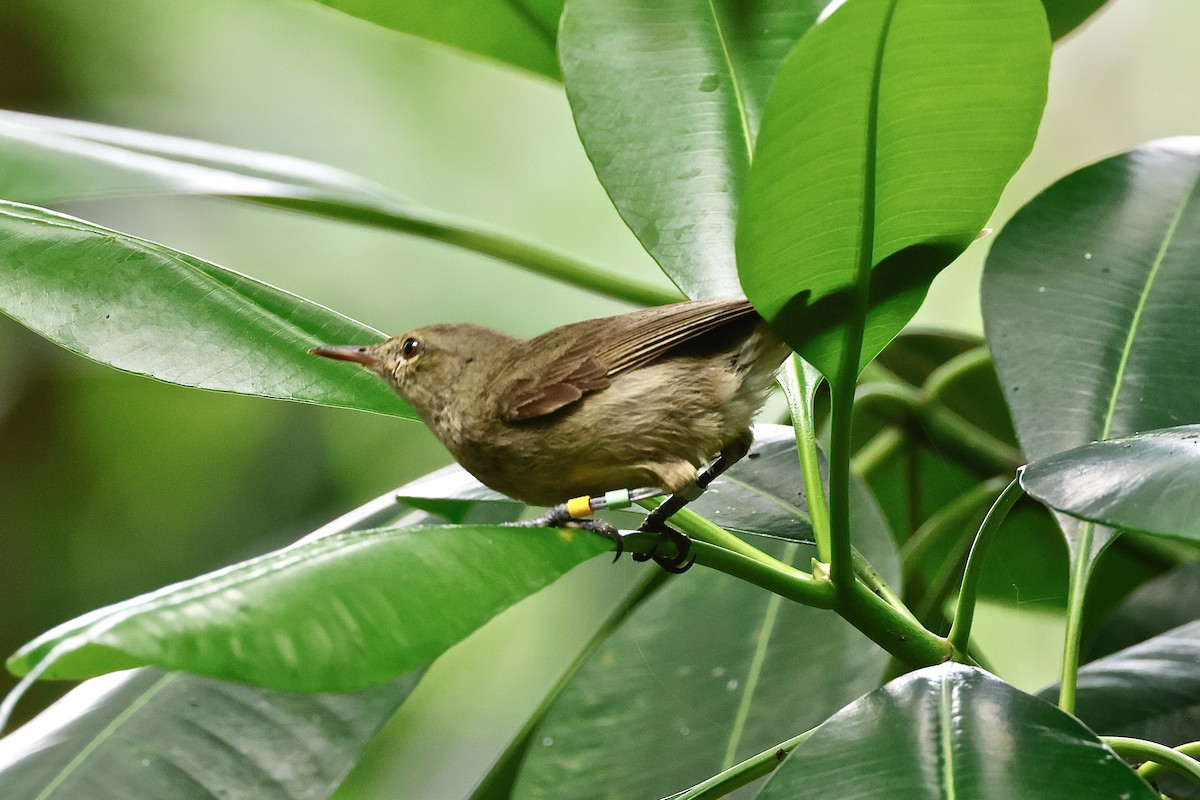 Seychelles Warbler - ML643642364