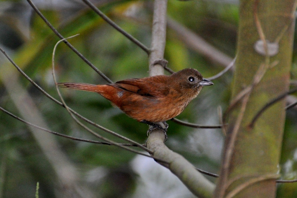 Ruby-crowned Tanager - ML643642369