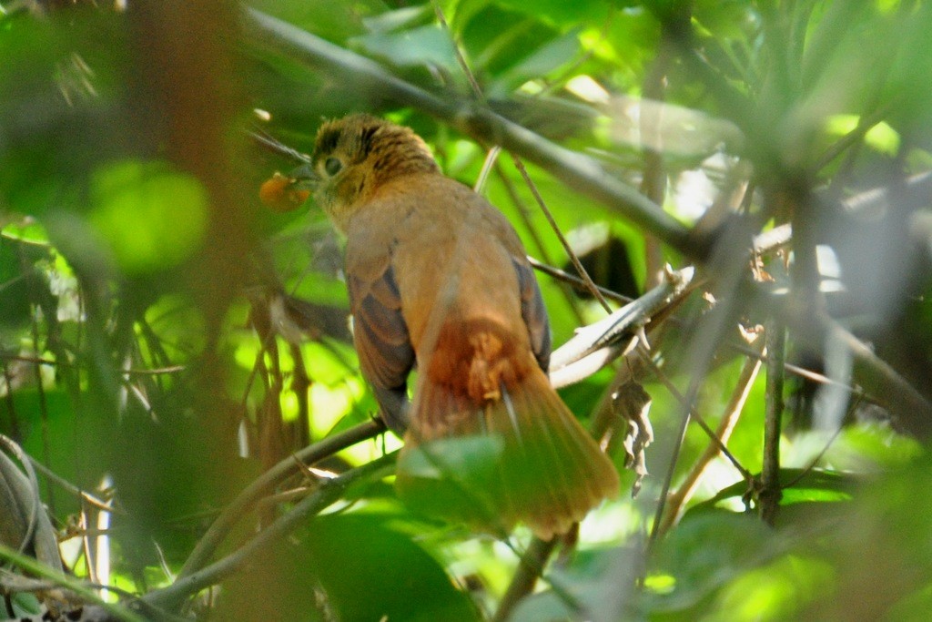 Ruby-crowned Tanager - ML643642370