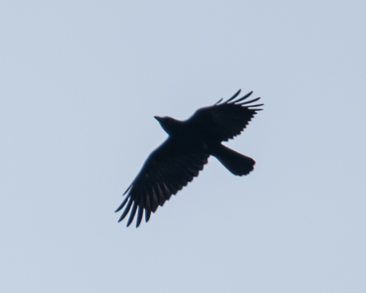 American Crow - ML643642384