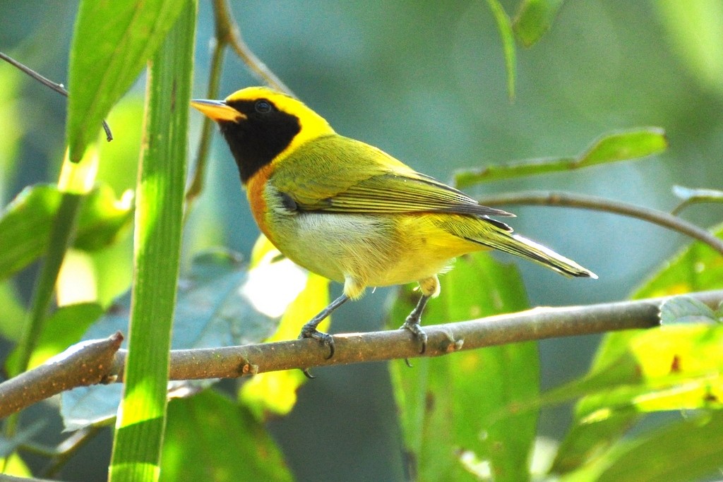 Guira Tanager - ML643642385