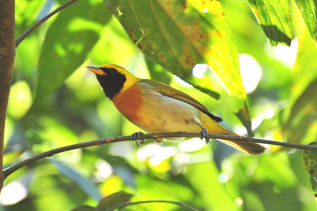 Guira Tanager - ML643642386