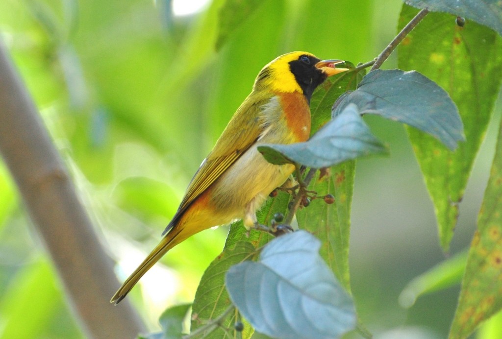 Guira Tanager - ML643642387