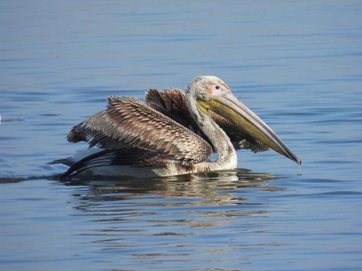 Great White Pelican - ML643642408