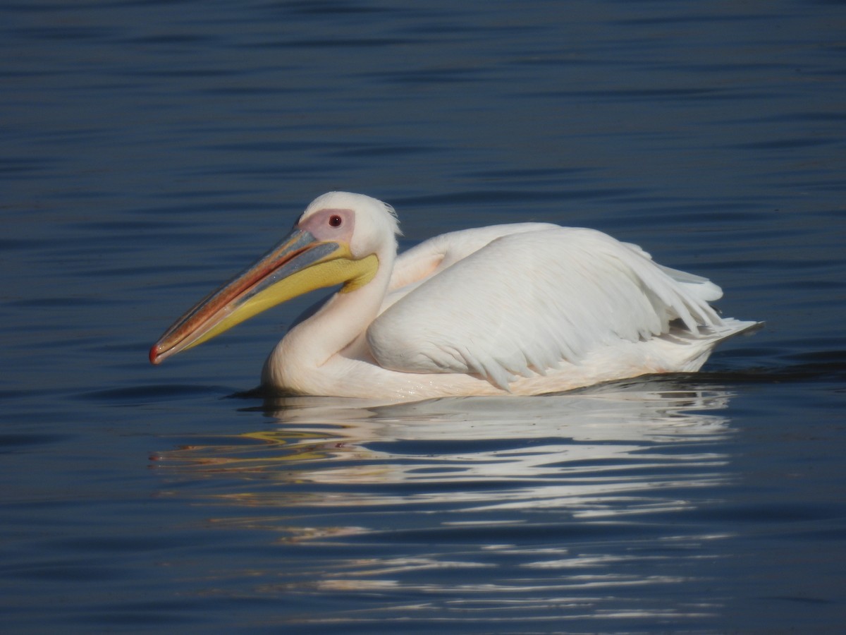 Great White Pelican - ML643642409