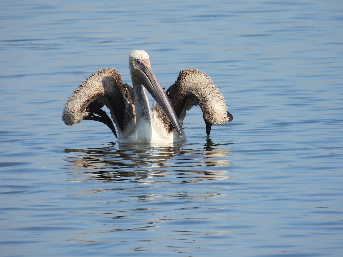 Great White Pelican - ML643642411