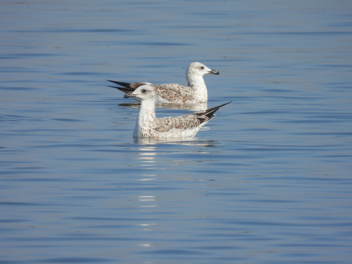 Armenian Gull - ML643642424