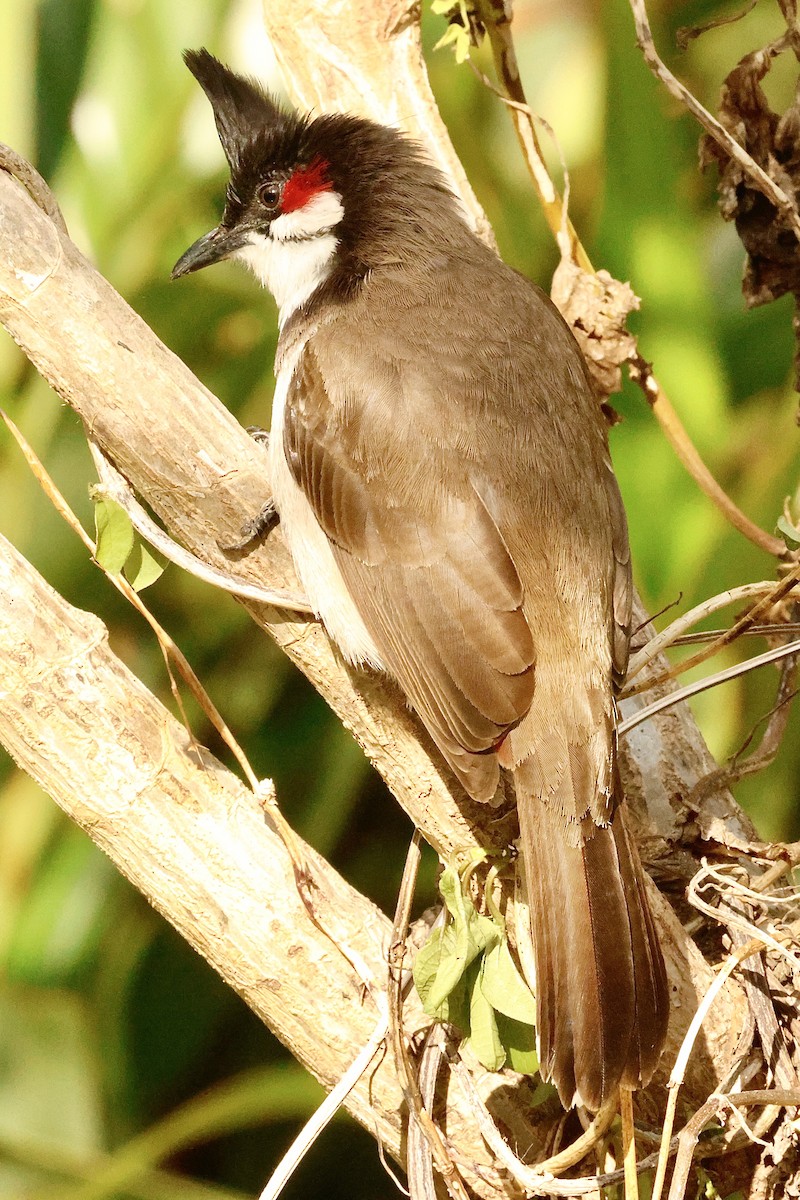 Red-whiskered Bulbul - ML643642426