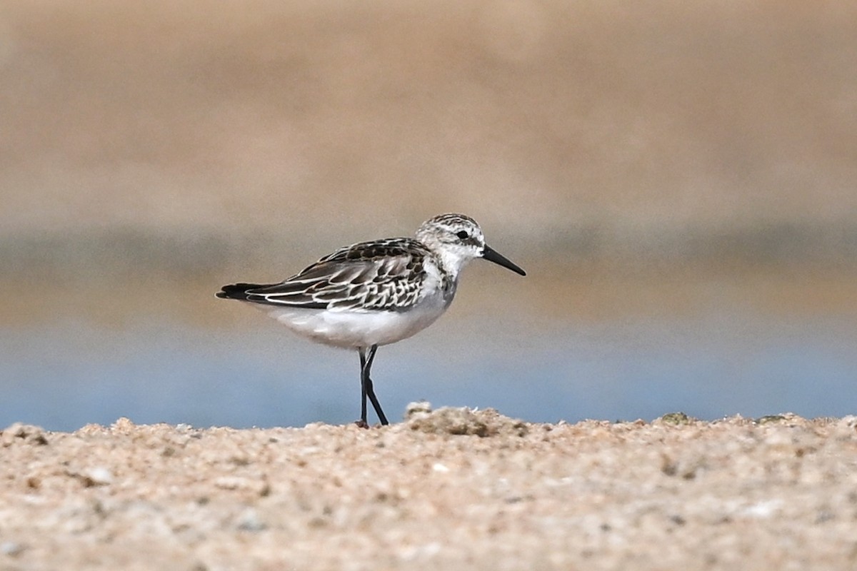 Little Stint - ML643642428