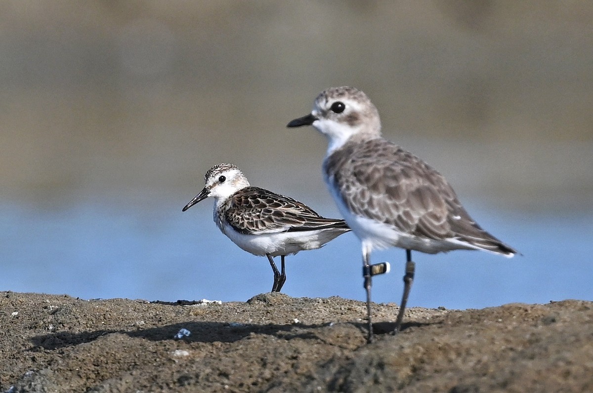 Little Stint - ML643642429
