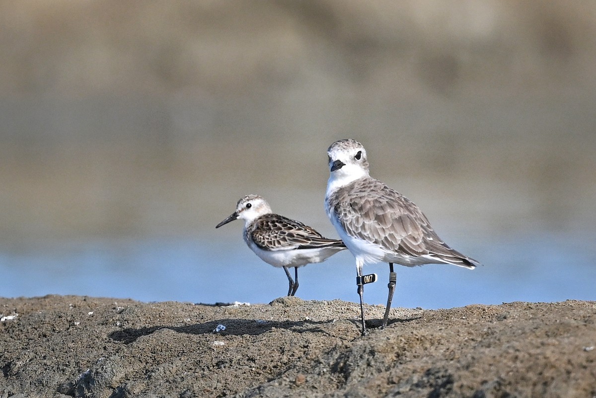 Little Stint - ML643642430