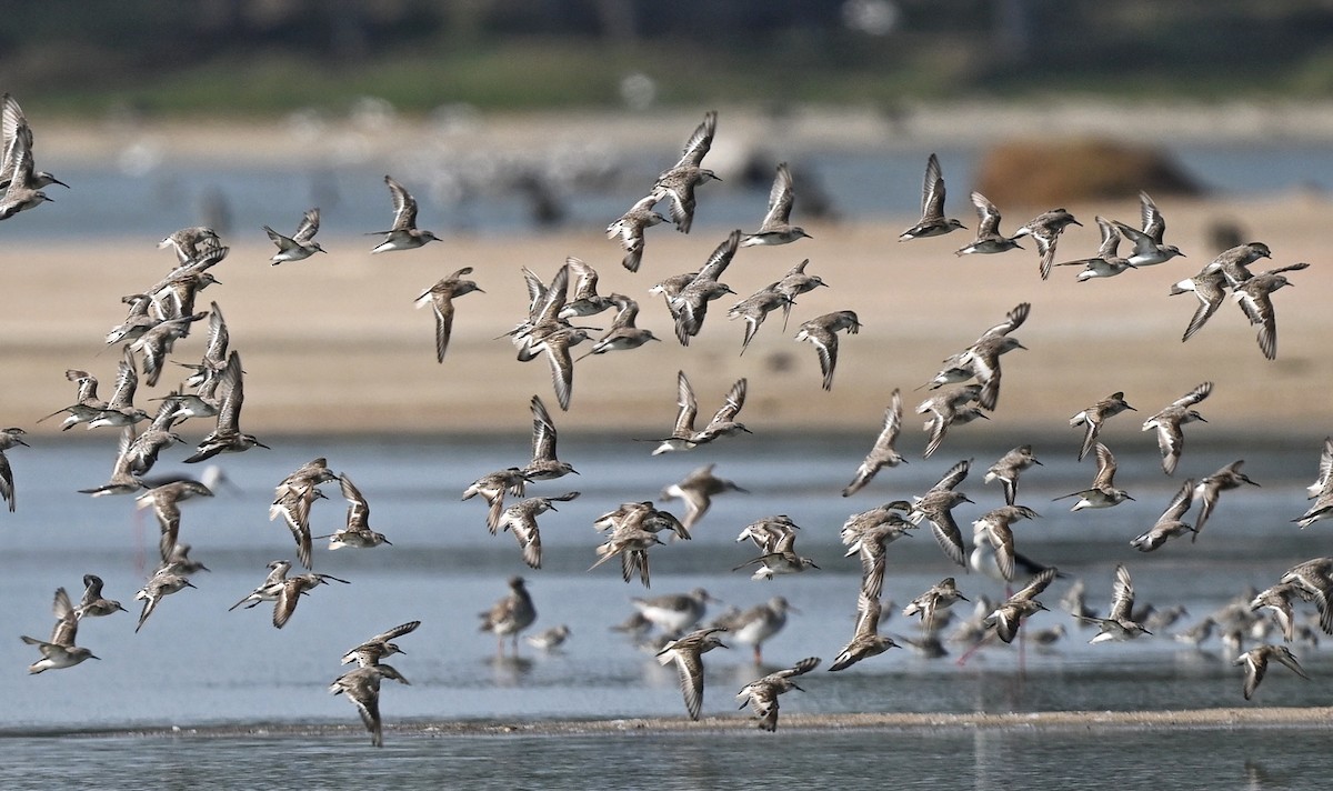 Little Stint - ML643642431
