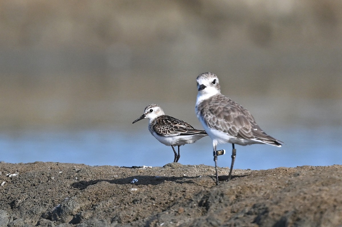 Little Stint - ML643642432