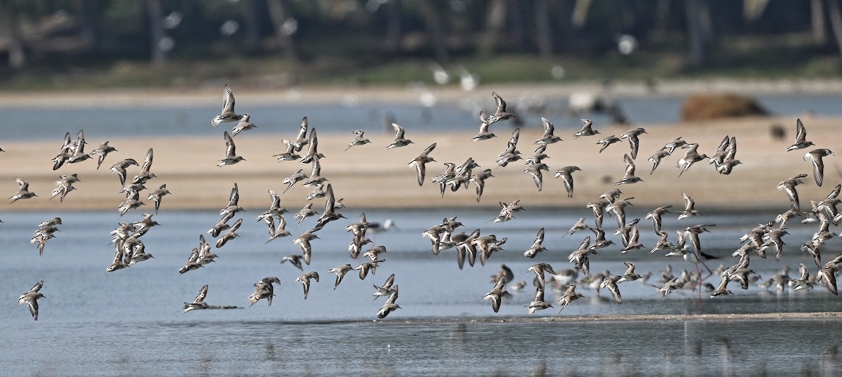 Little Stint - ML643642433