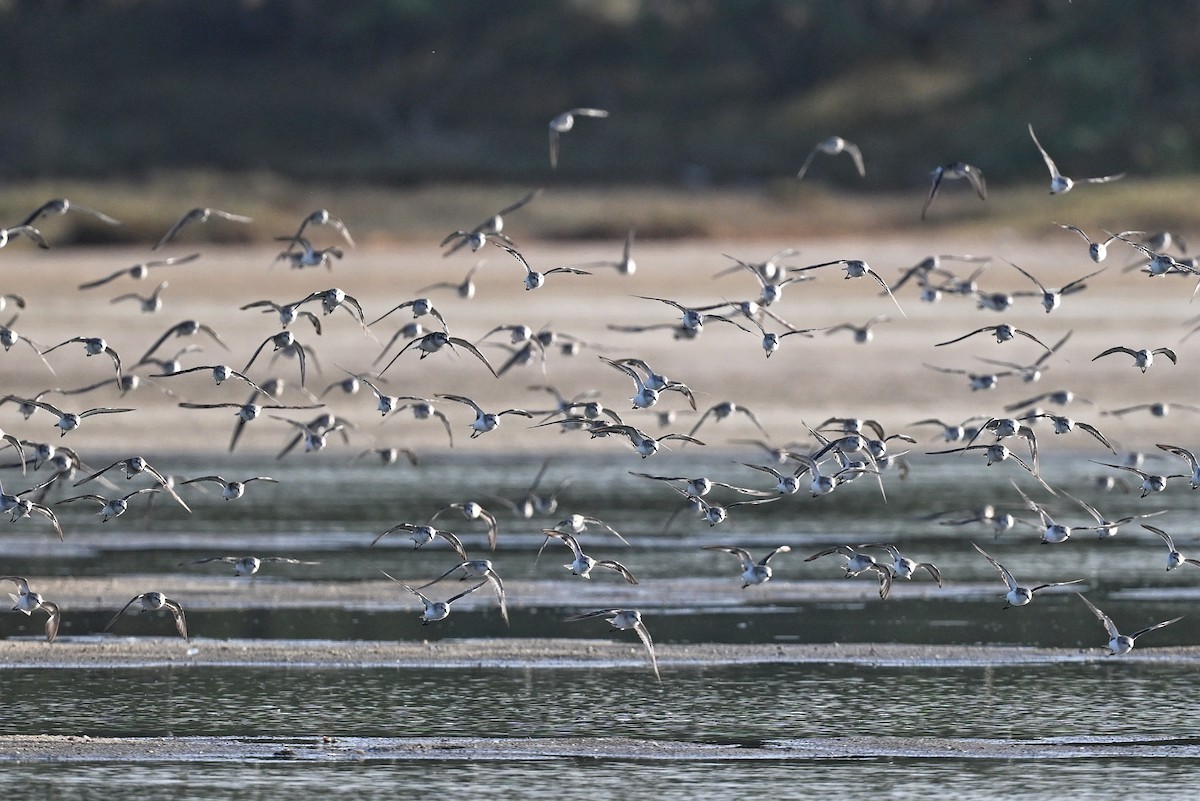 Little Stint - ML643642434