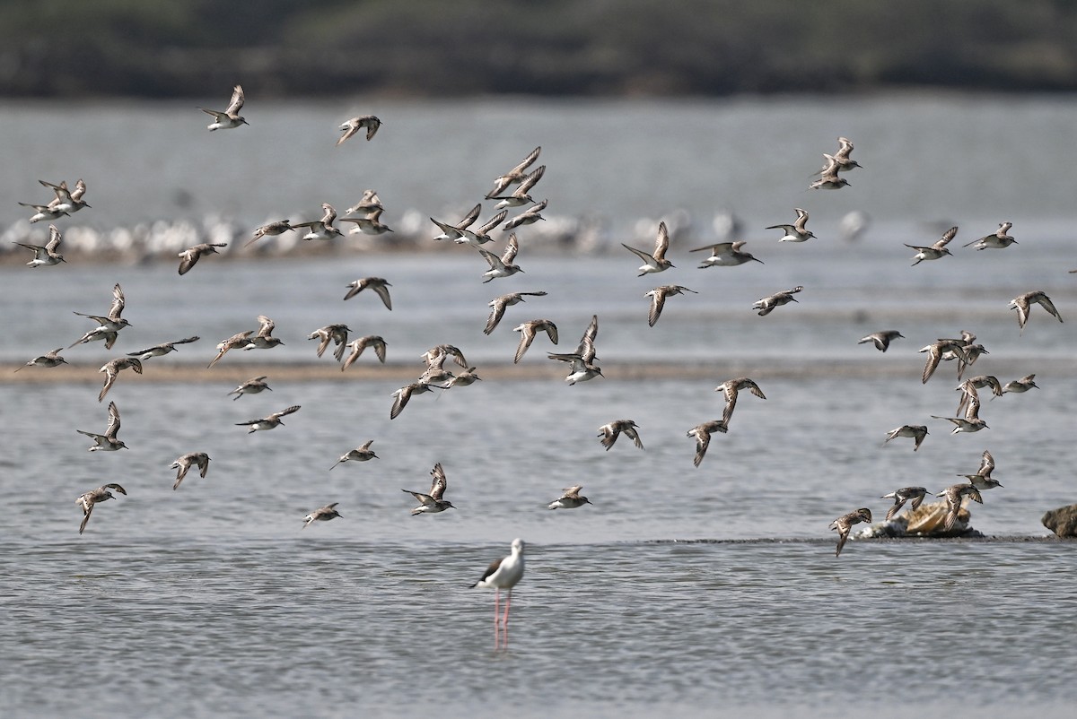 Little Stint - ML643642435