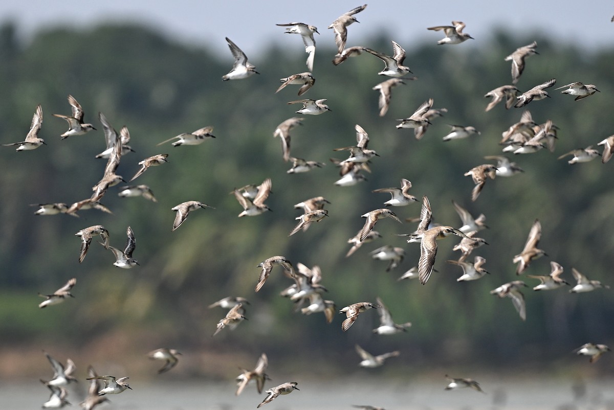 Little Stint - ML643642437