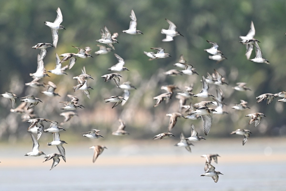 Little Stint - ML643642438
