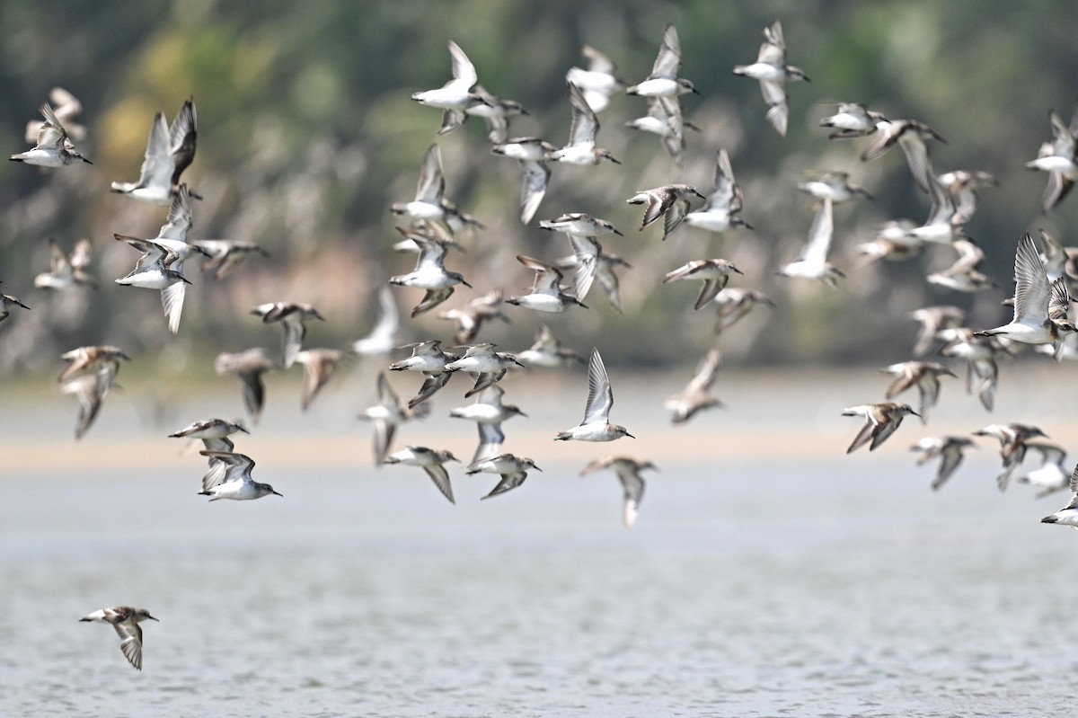 Little Stint - ML643642439
