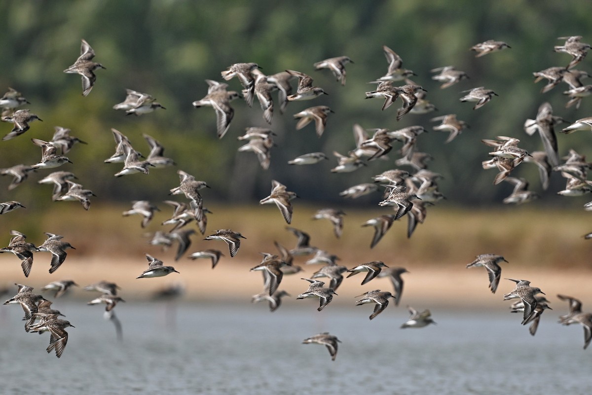 Little Stint - ML643642440