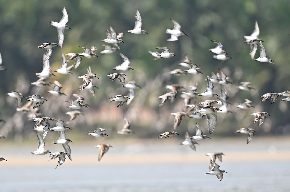 Little Stint - ML643642442