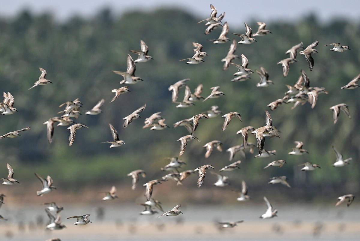 Little Stint - ML643642443