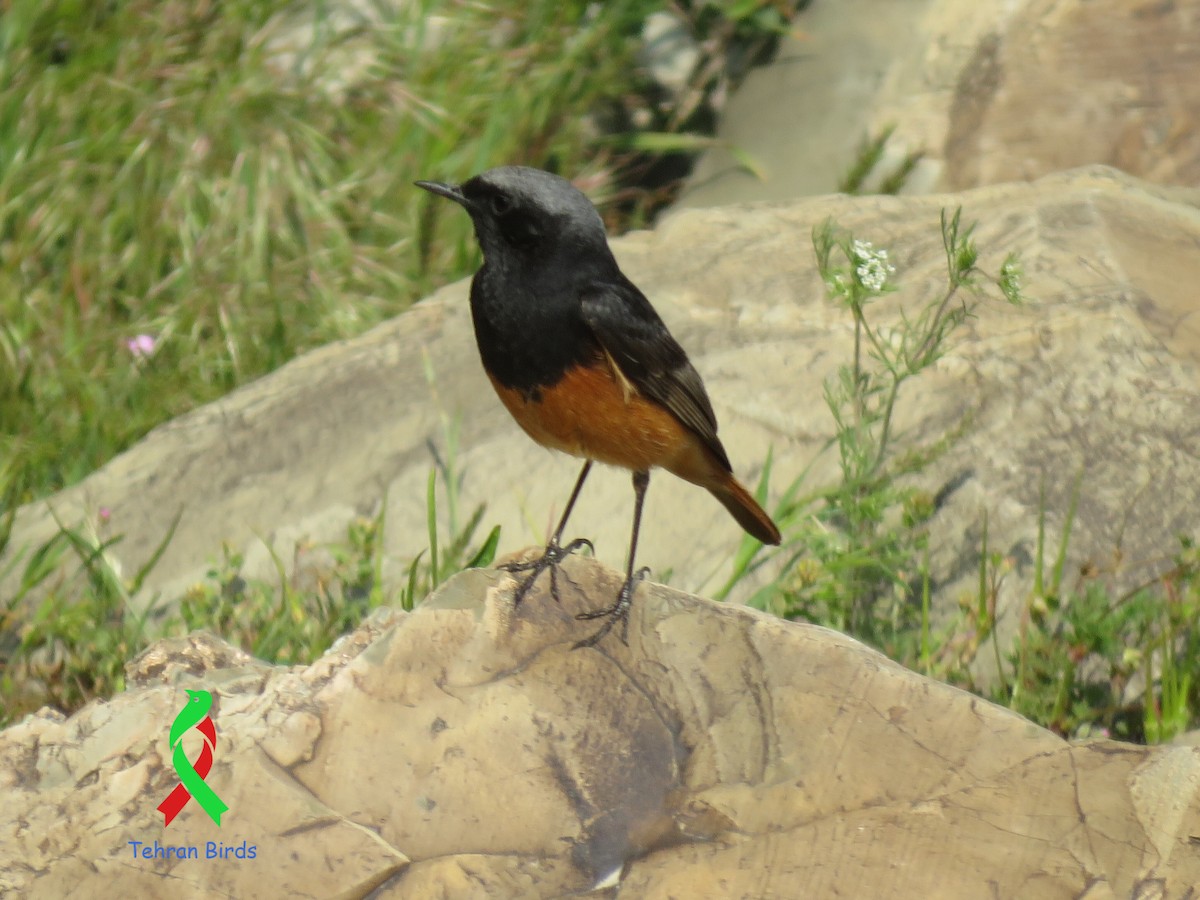 Black Redstart (Eastern) - ML643642458