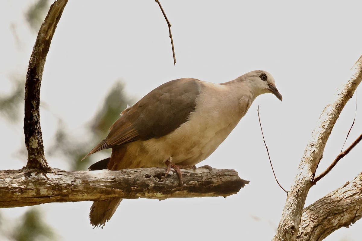 Pink Pigeon - ML643642459