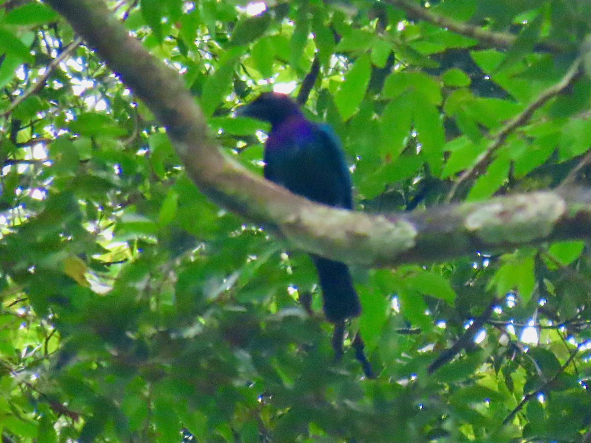 Splendid Starling - ML643642469