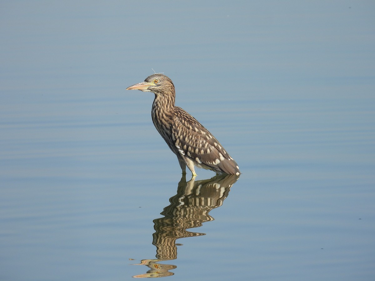 Black-crowned Night Heron - ML643642470