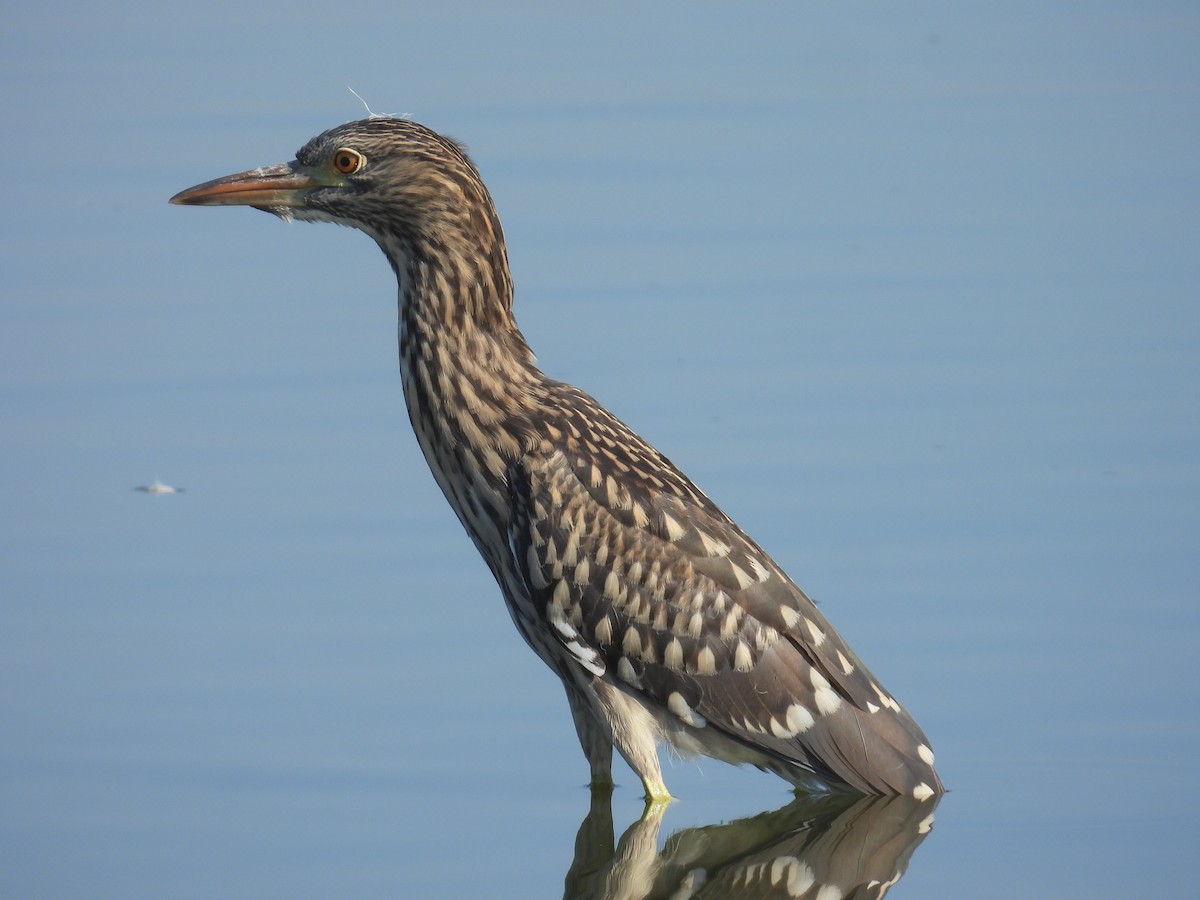 Black-crowned Night Heron - ML643642471