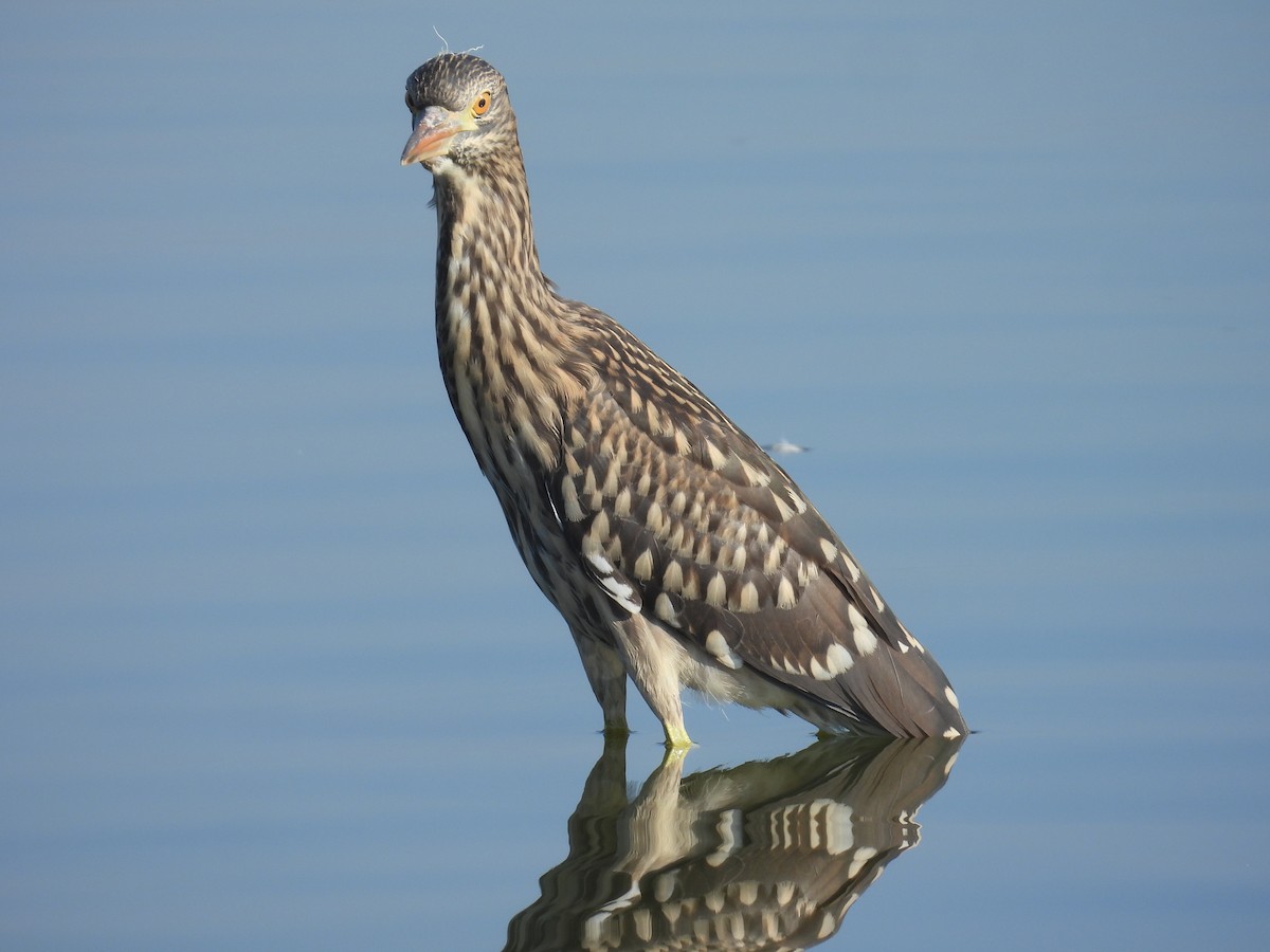 Black-crowned Night Heron - ML643642472