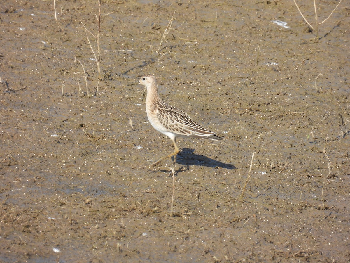 Ruff - ML643642481