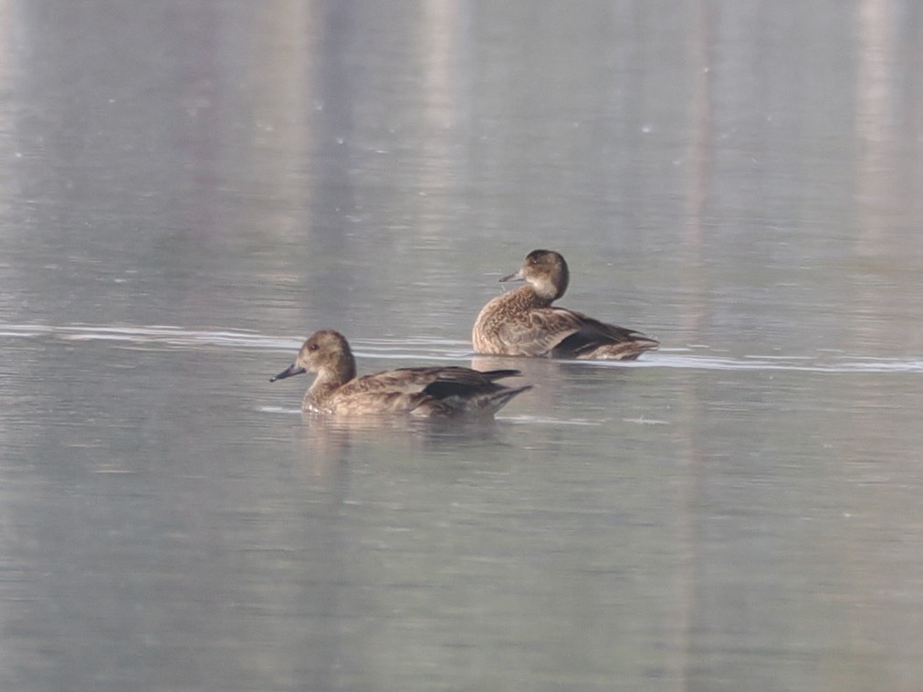 Falcated Duck - ML643642484