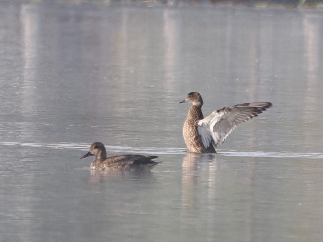 Falcated Duck - ML643642485