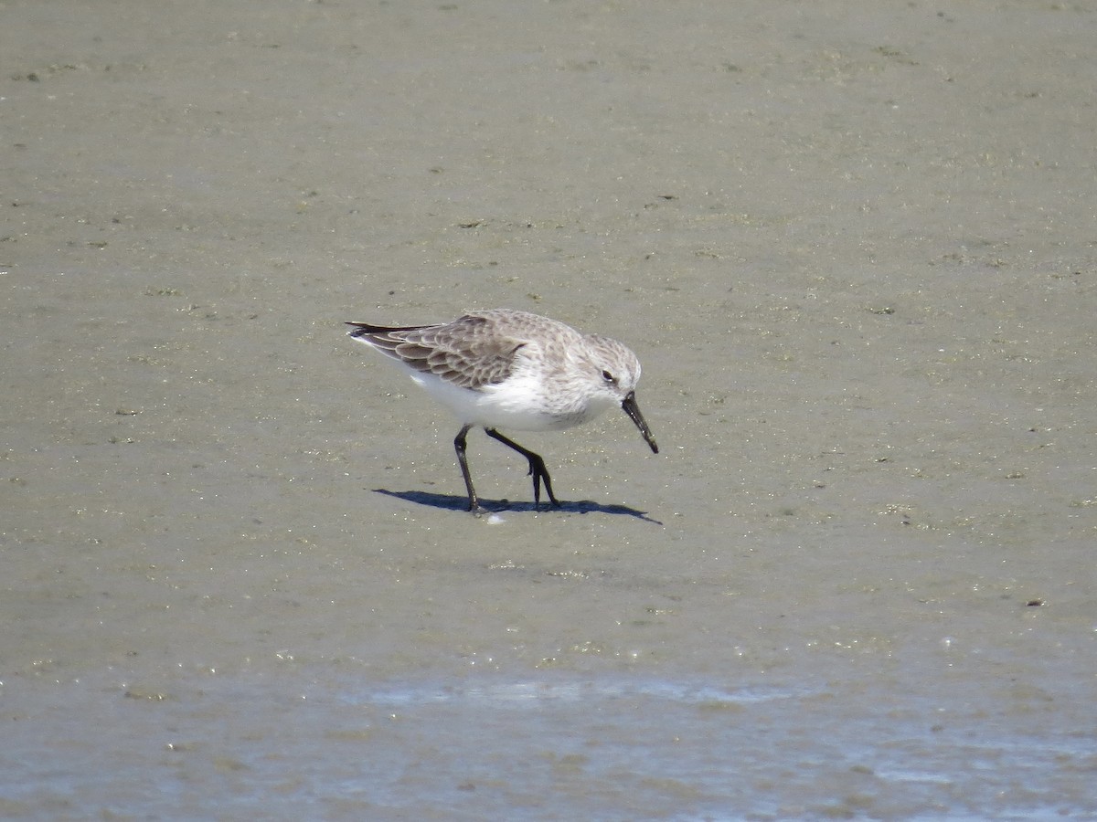 Western Sandpiper - ML643642489