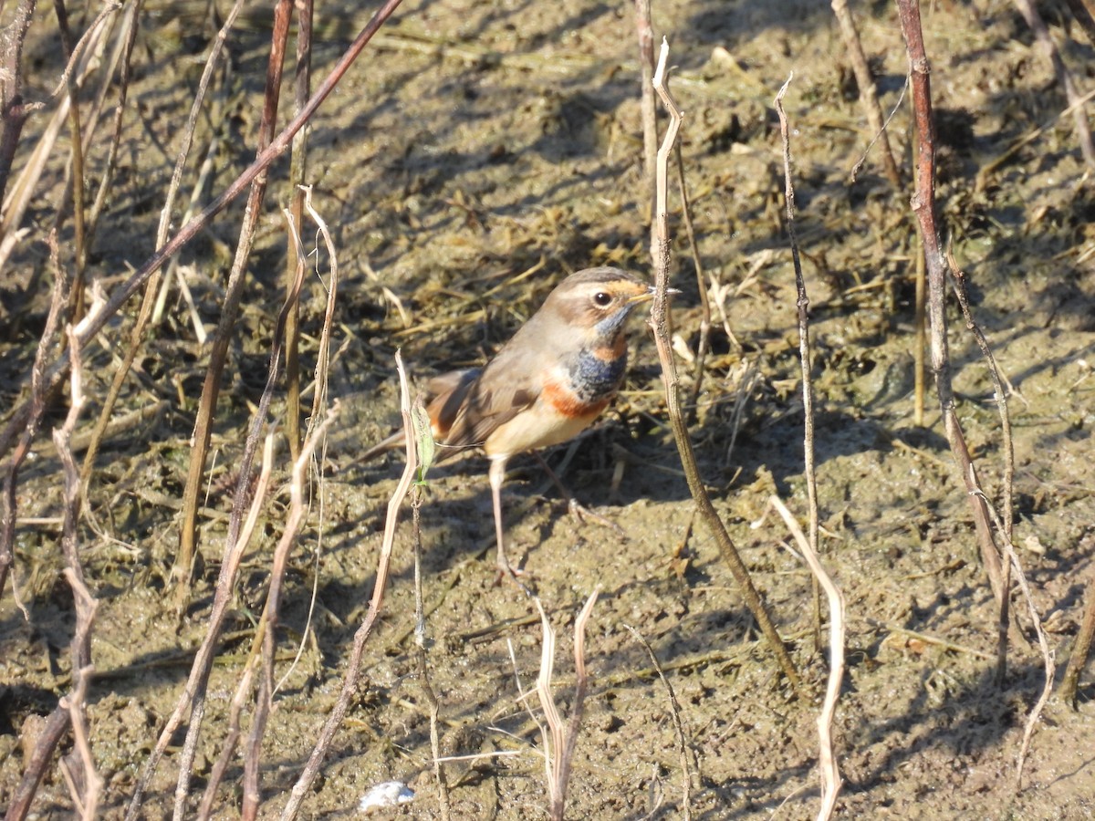Bluethroat - ML643642500