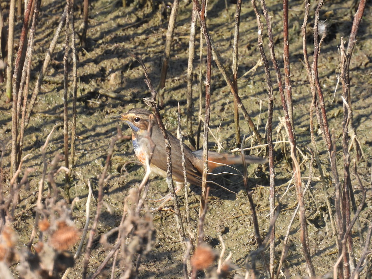 Bluethroat - ML643642501