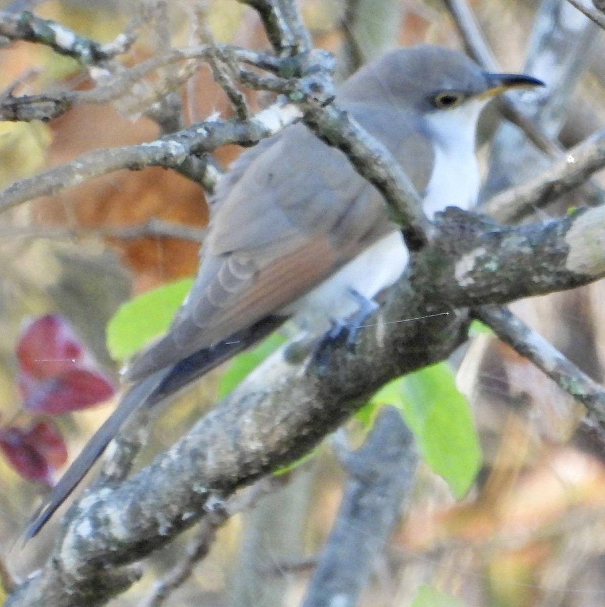 Yellow-billed Cuckoo - ML643642518