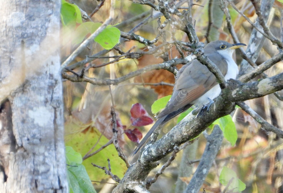 Yellow-billed Cuckoo - ML643642519