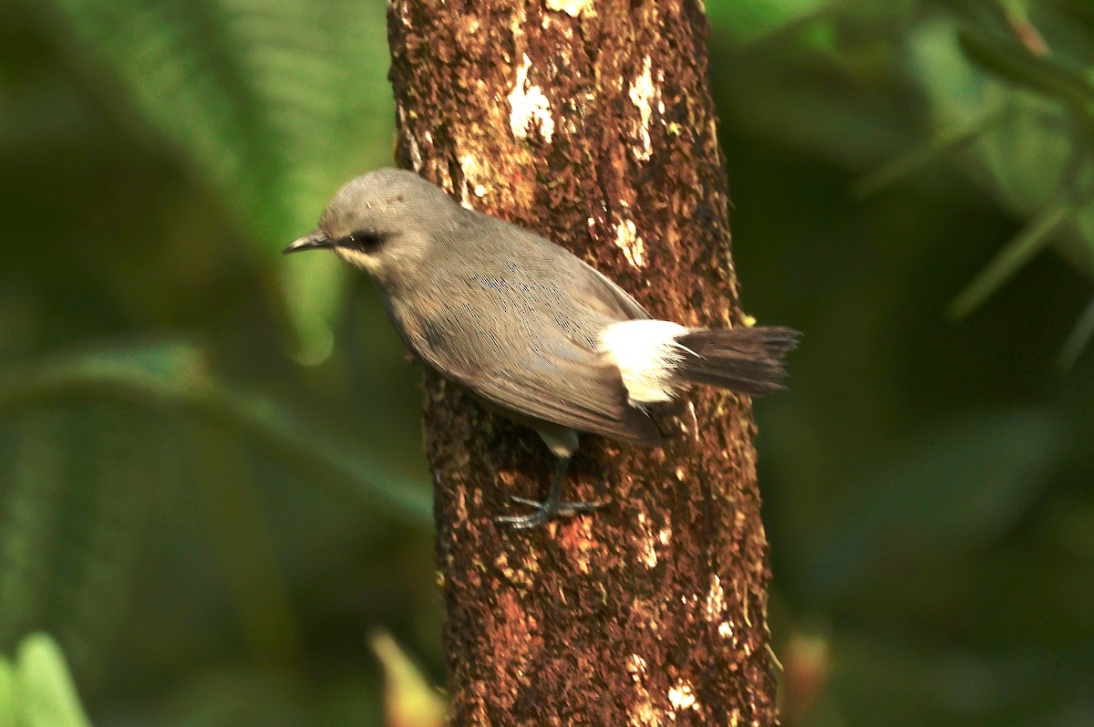 Zostérops gris - ML643642521